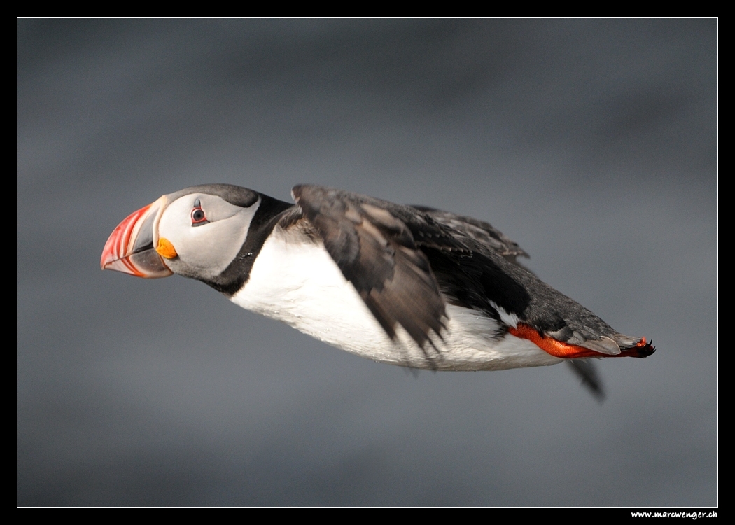 Flying Puffin near Húsavik - Iceland