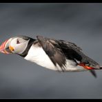 Flying Puffin near Húsavik - Iceland