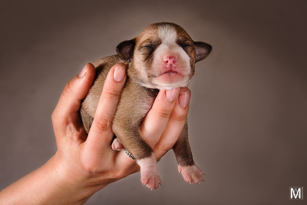 flying puppy