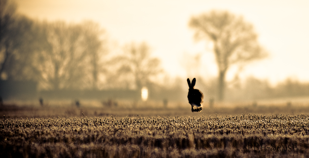 Flying Rabbit