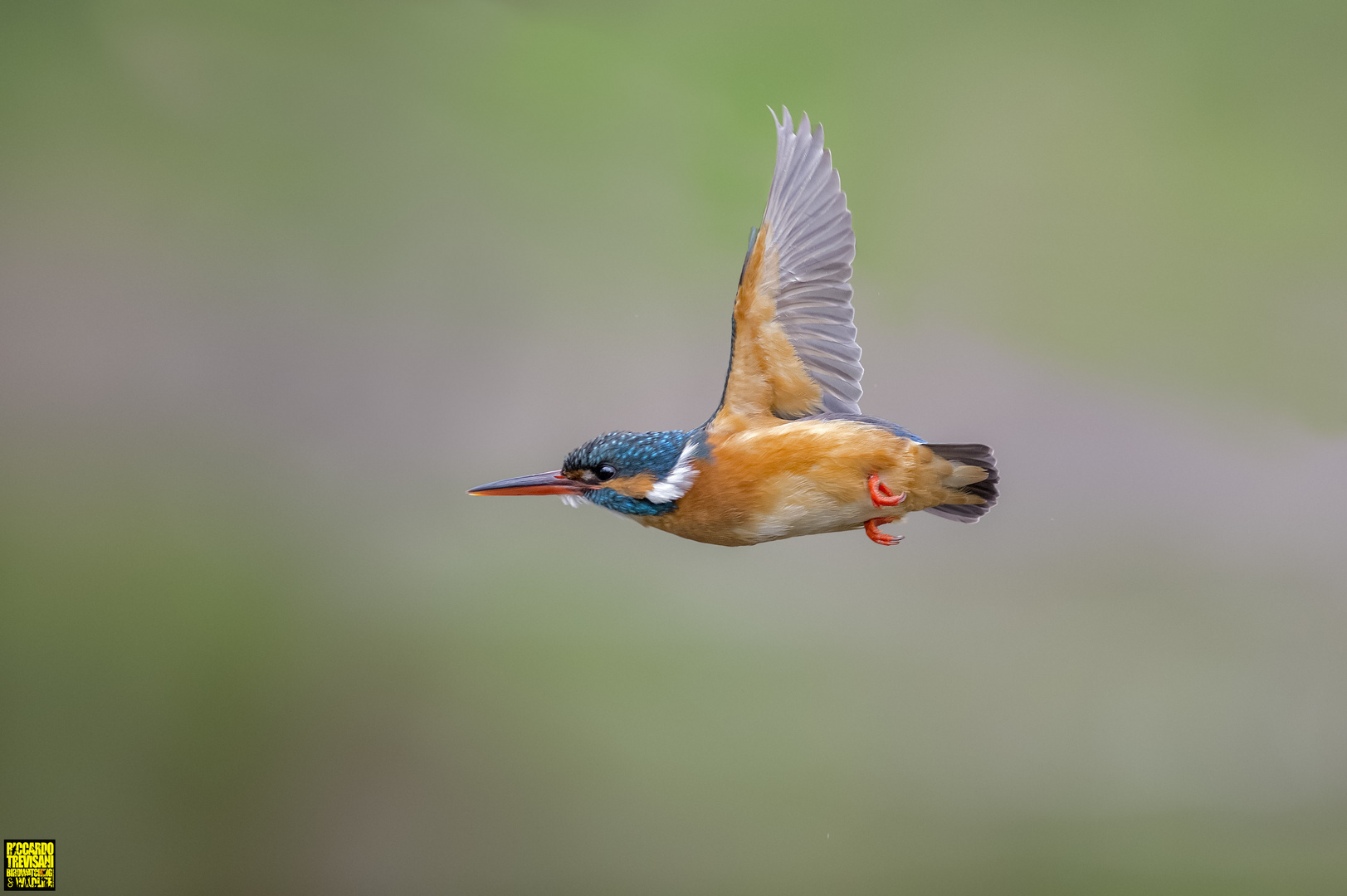 flying rainbow