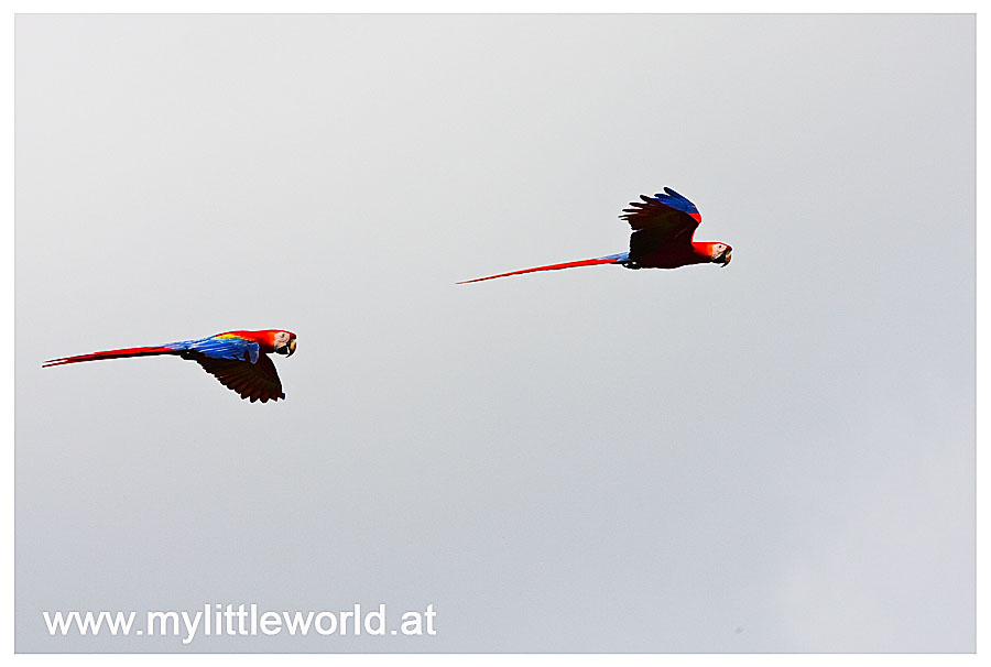 Flying Red Ara