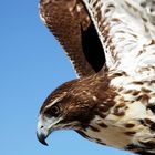 Flying Red Tailed Buzzard