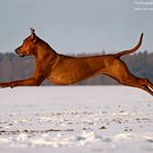 flying Ridgeback