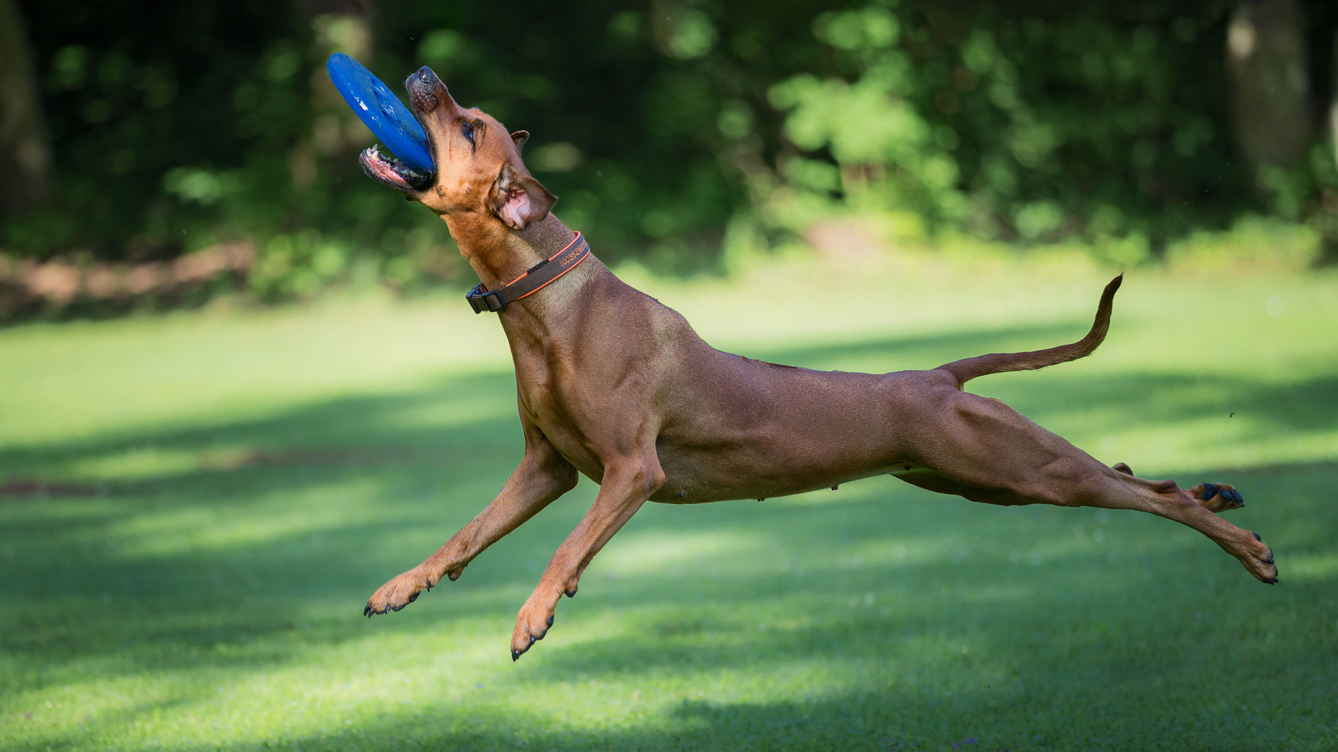 Flying Ridgeback