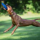 Flying Ridgeback