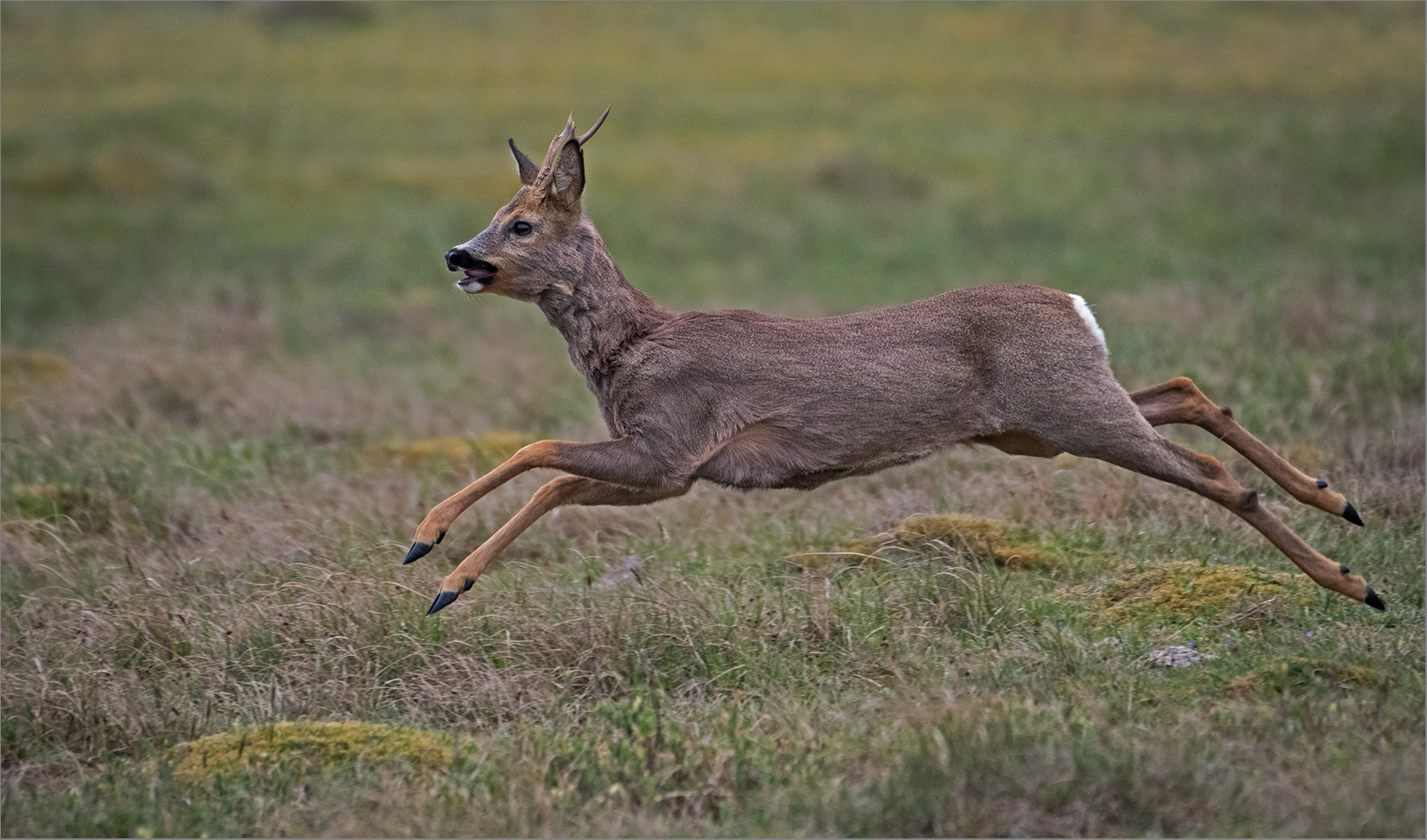 . . .   flying roe deer   . . .