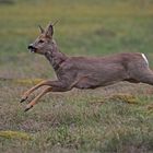 . . .   flying roe deer   . . .