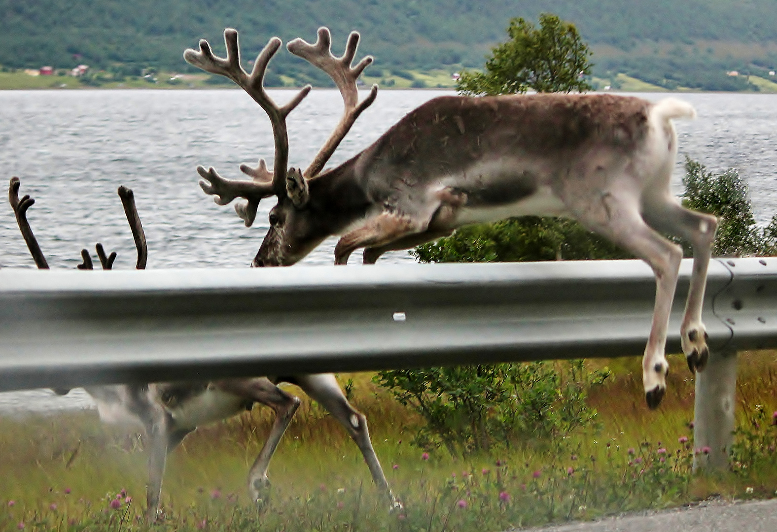 Flying Rudolph