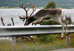 Flying Rudolph