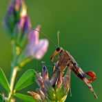 Flying  Scorpion