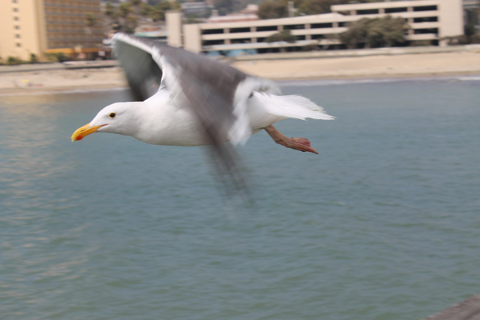 Flying seagull