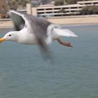 Flying seagull