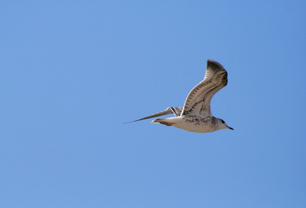 Flying Seagull