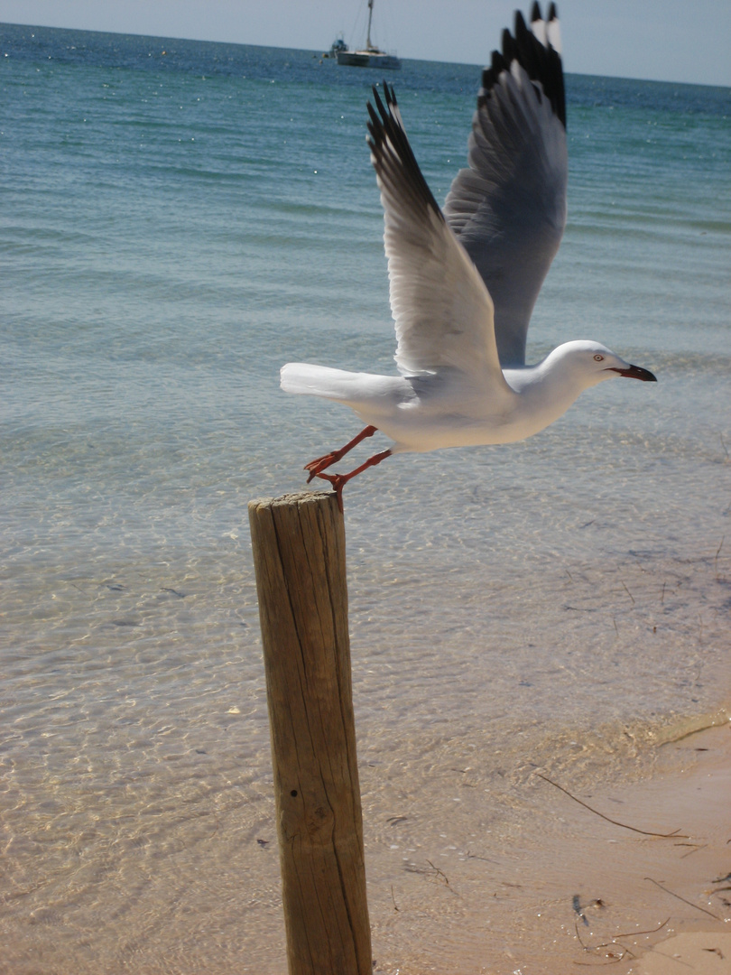 Flying seagull