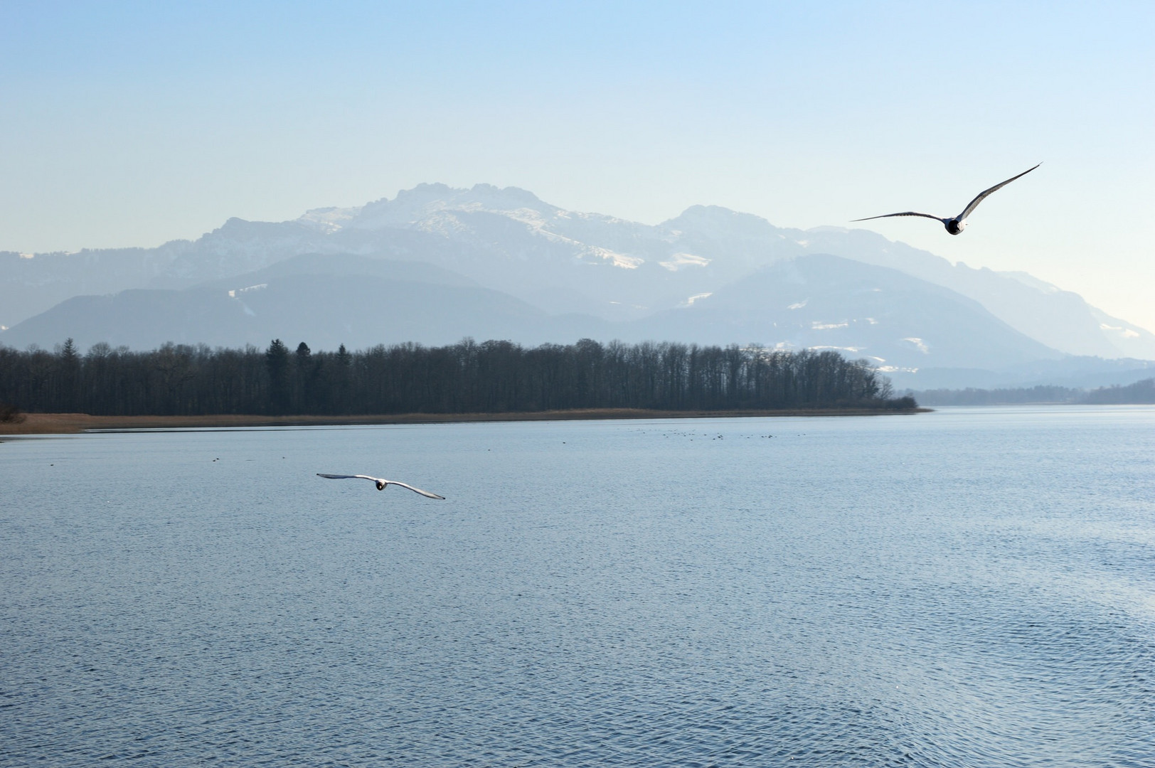 flying seagull