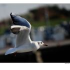 Flying seagull