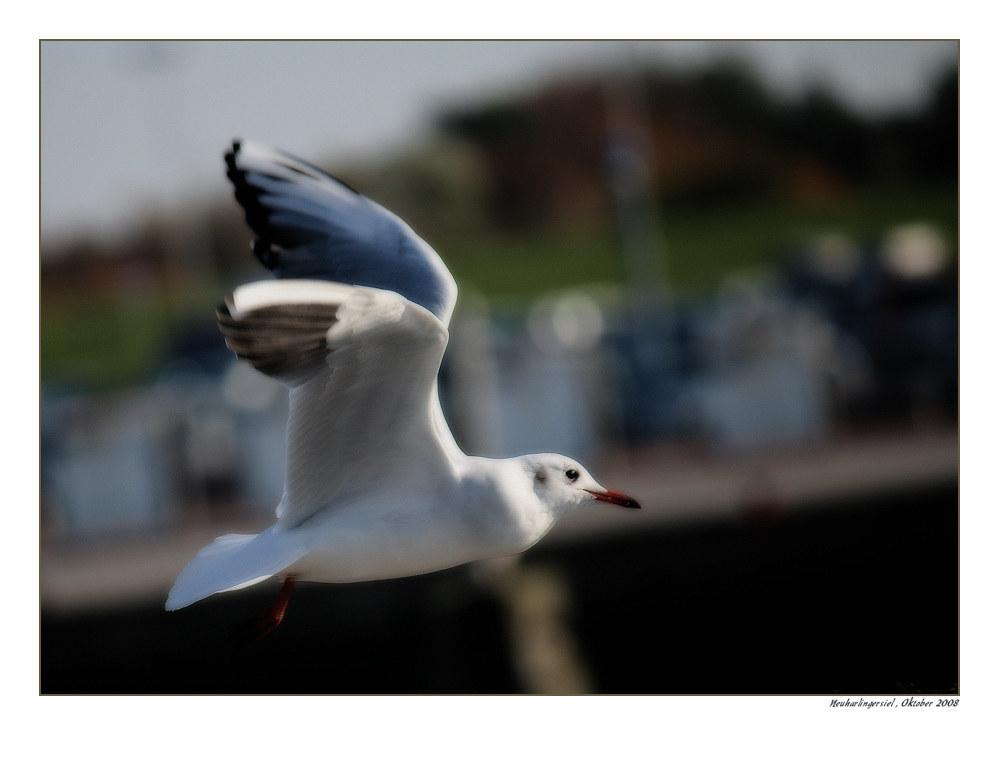 Flying seagull