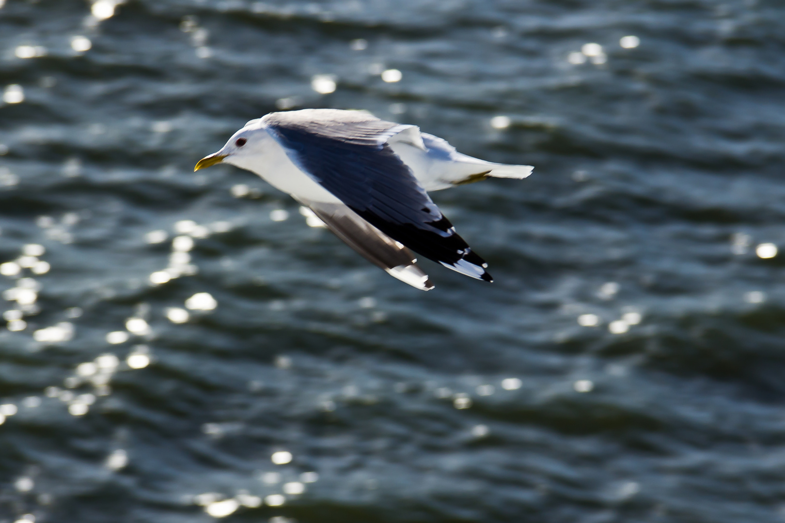 flying seagull