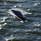 flying seagull