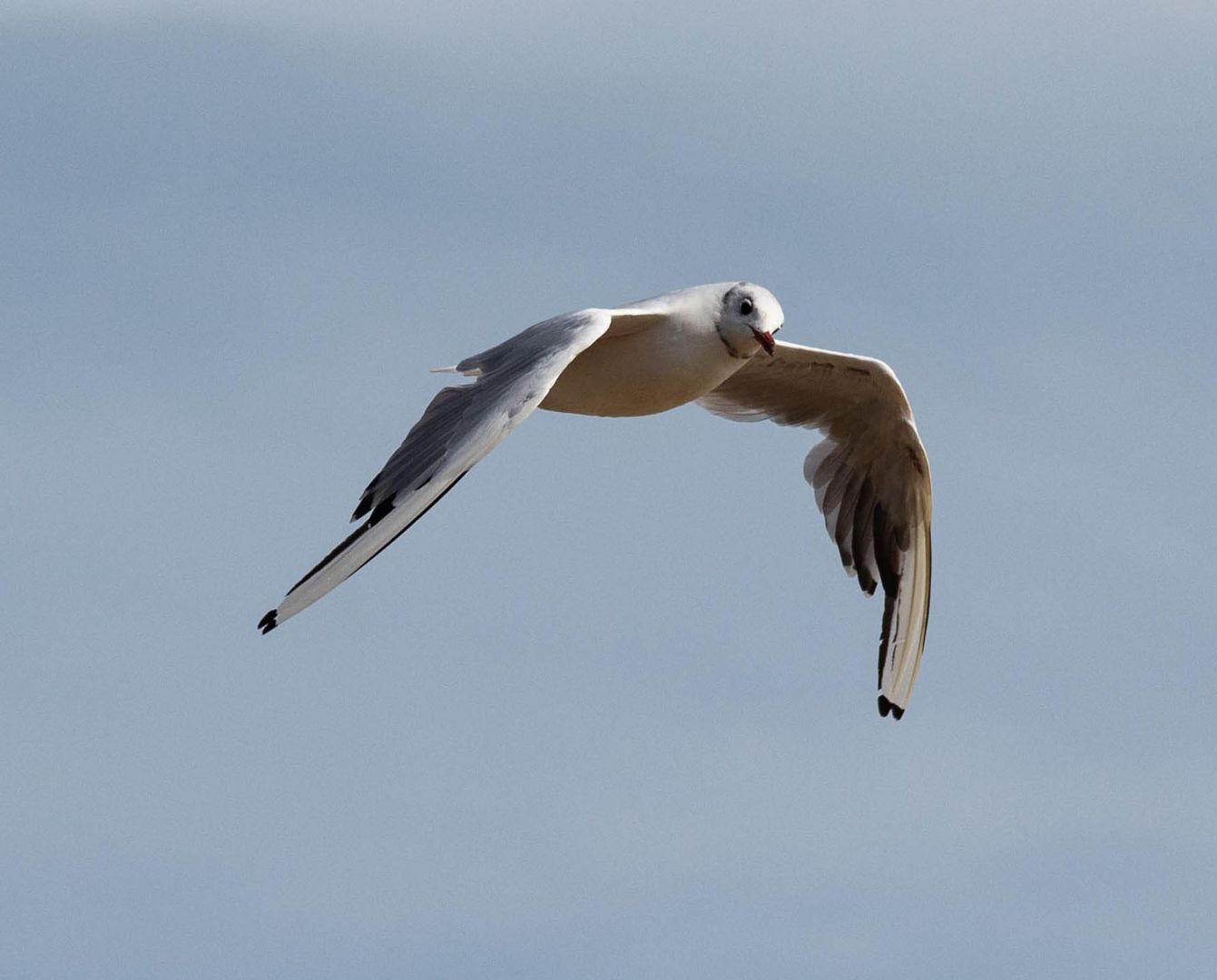 Flying Seagull