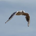 Flying Seagull