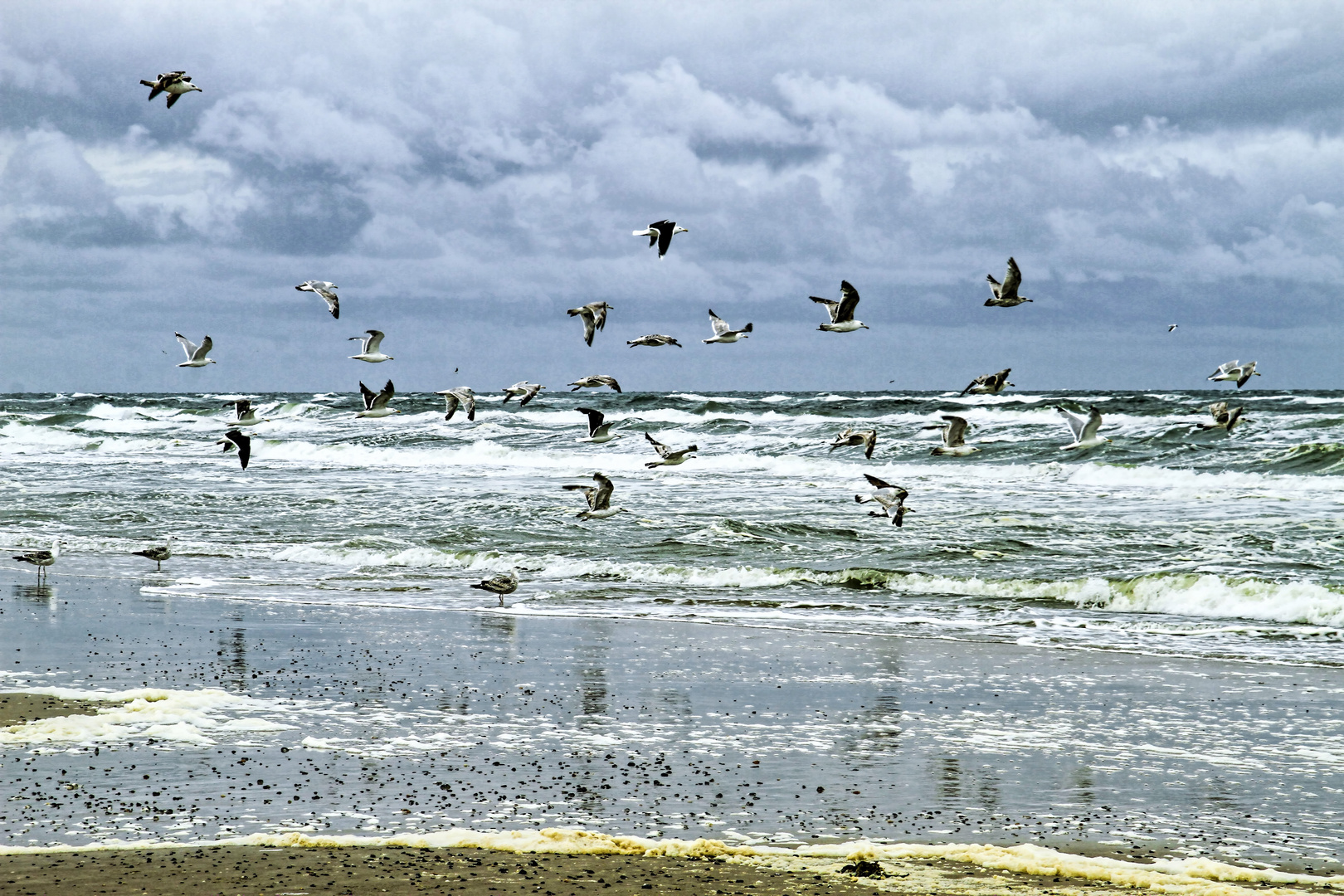 Flying Seagulls