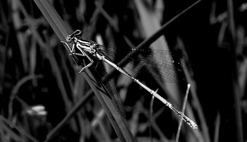 Flying Serpent