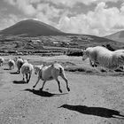 flying sheep