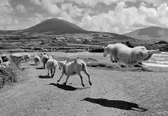 flying sheep