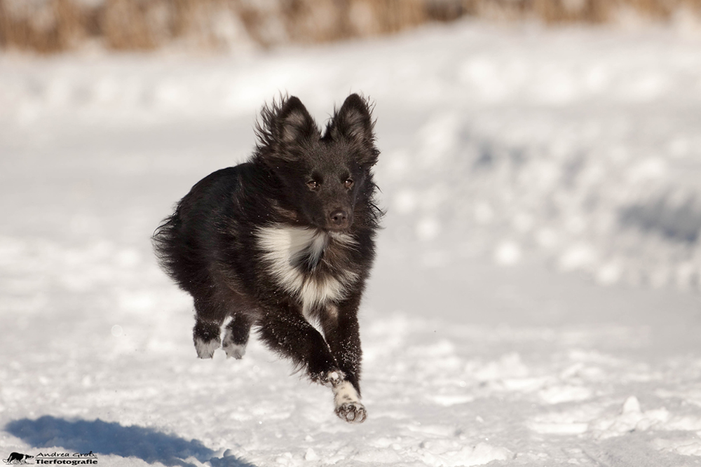 ** Flying Sheltie **