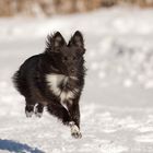 ** Flying Sheltie **