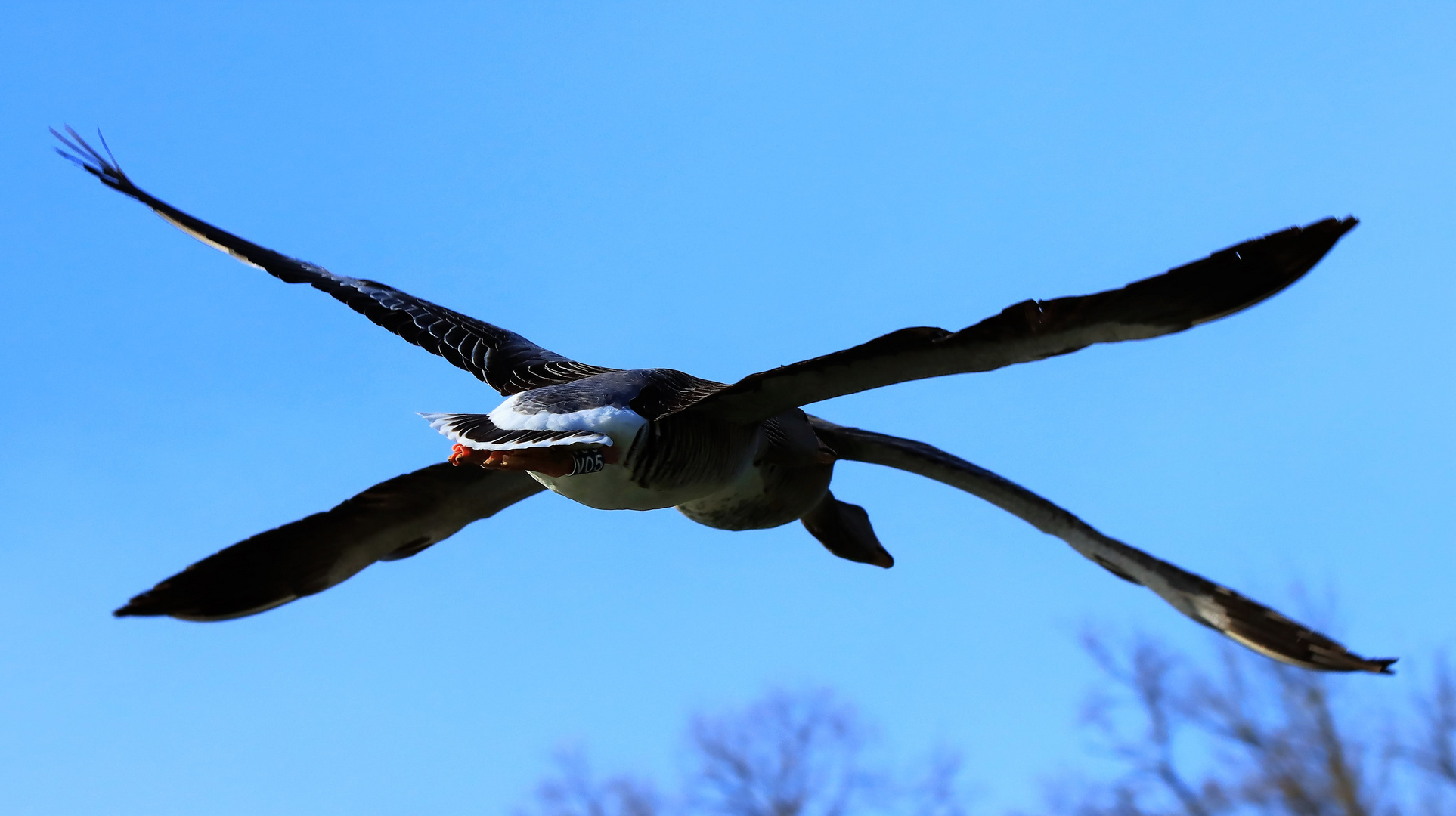 Flying Show