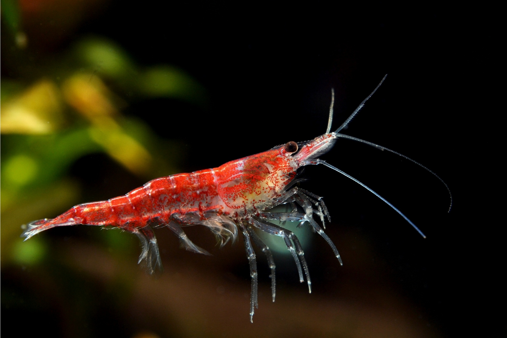 flying shrimp circus Foto & Bild | tiere, haustiere, aquaristik Bilder