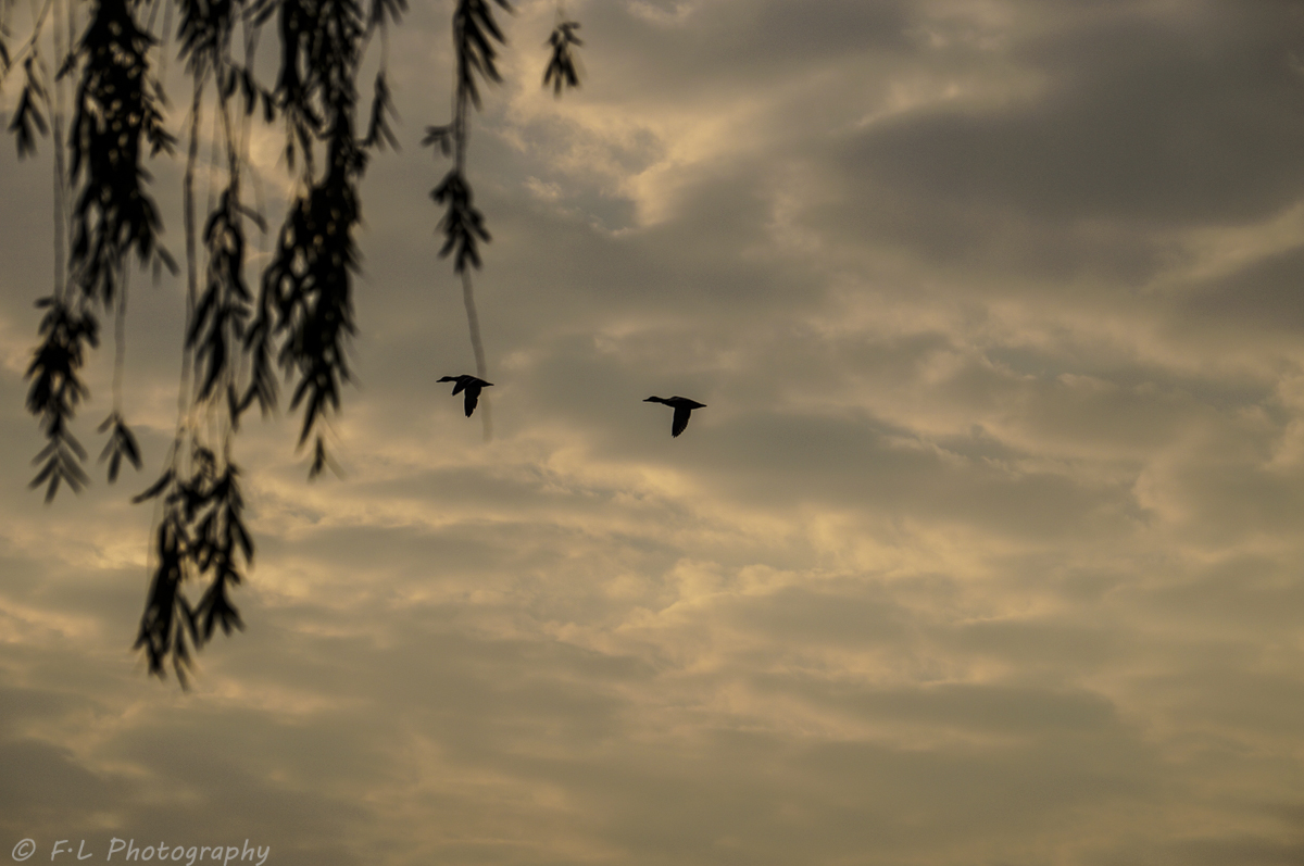 Flying silhouette