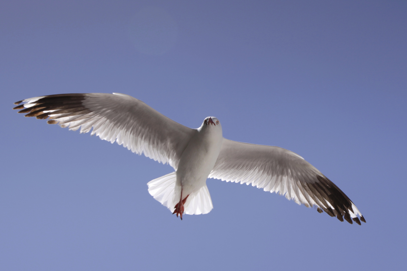 flying silver gull