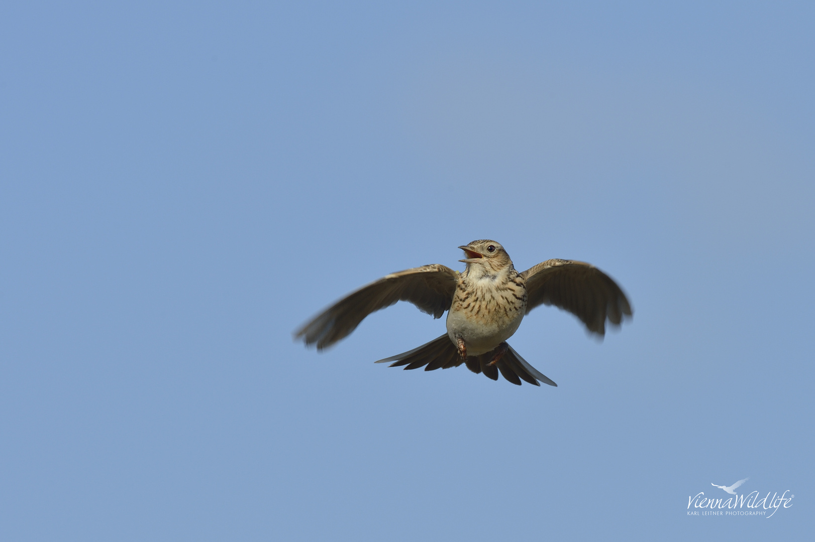 flying skylark