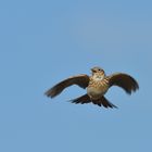 flying skylark