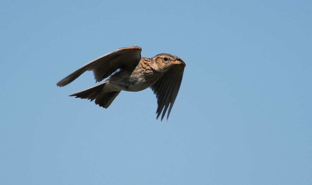 Flying skylark