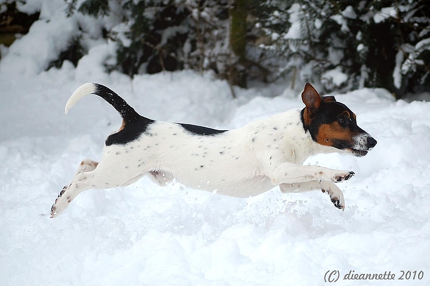 Flying Snow Dog