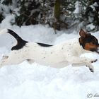 Flying Snow Dog