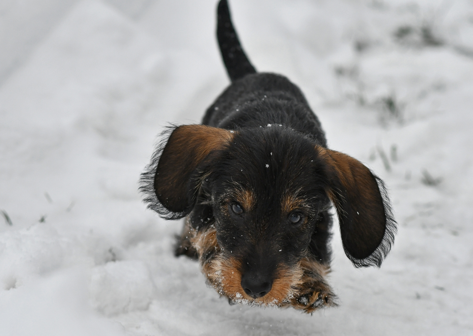 Flying Snowdog