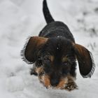 Flying Snowdog