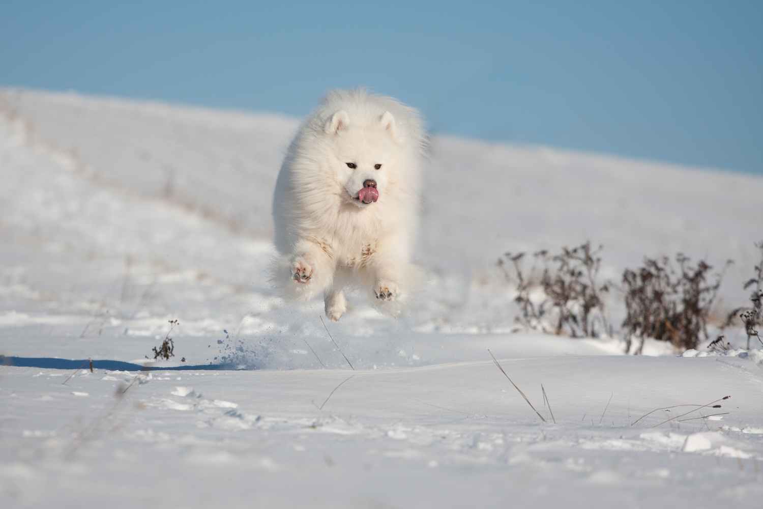 Flying snowdog