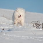 Flying snowdog