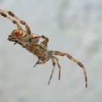 Flying Spider