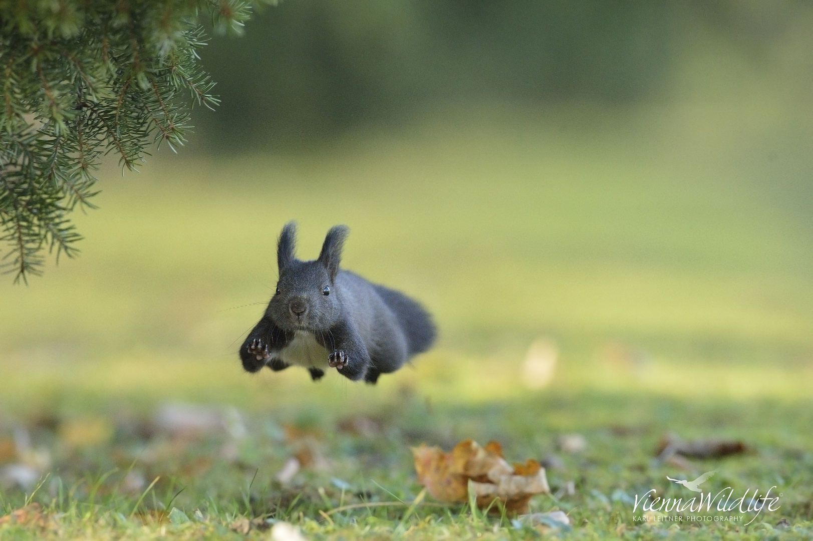 flying squirrel