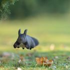 flying squirrel