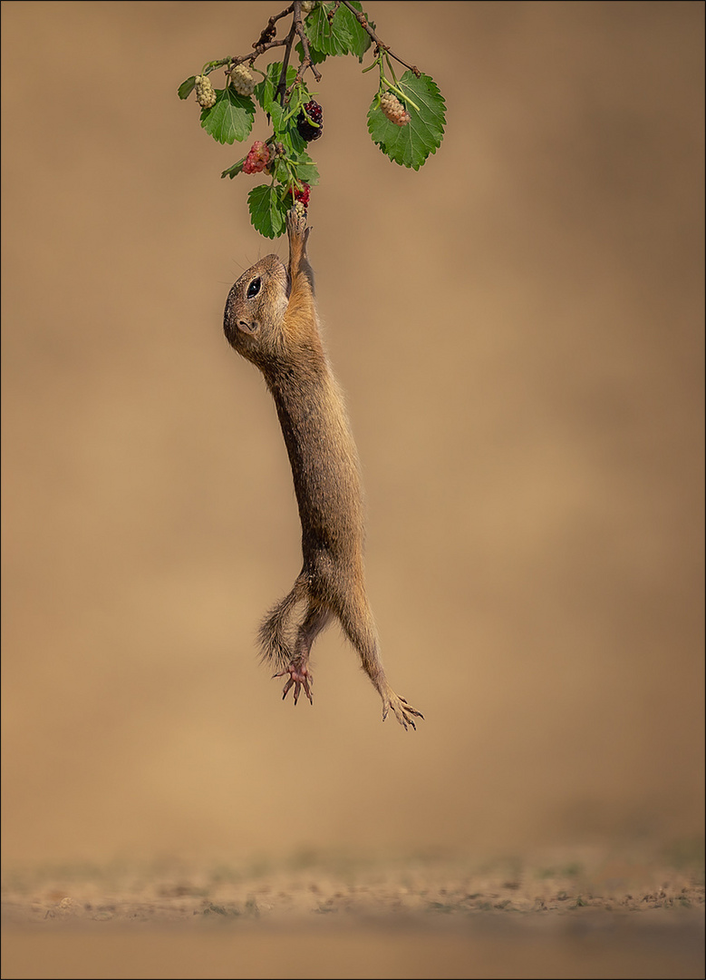 flying Squirrel 