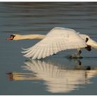 Flying start at evening